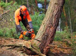 How Our Tree Care Process Works  in Bronte, TX